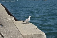 A particularly nonchalant seagull rests on the edge of Queen's Landing